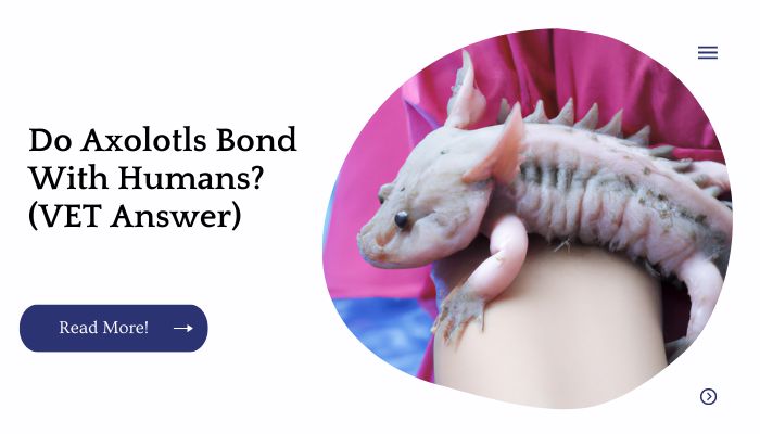 Do Axolotls Bond With Humans? (VET Answer)