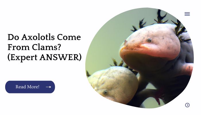 Do Axolotls Come From Clams? (Expert ANSWER)