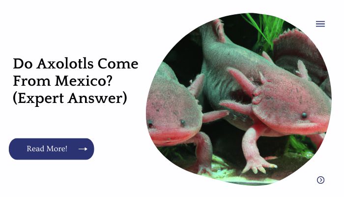 Do Axolotls Come From Mexico? (Expert Answer)