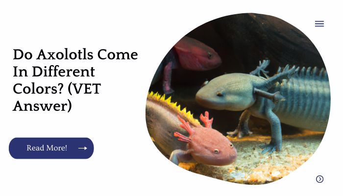 Do Axolotls Come In Different Colors? (VET Answer)