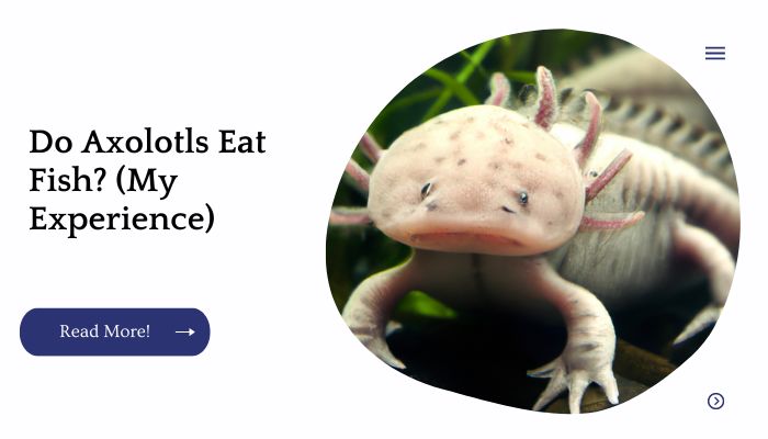 Do Axolotls Eat Fish? (My Experience)