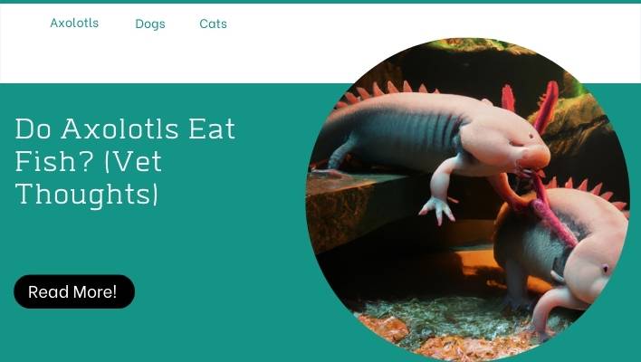 Do Axolotls Eat Fish? (Vet Thoughts)