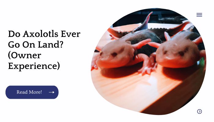 Do Axolotls Ever Go On Land? (Owner Experience)