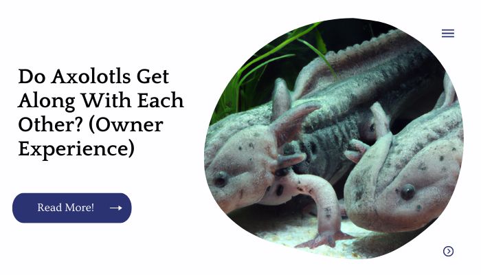 Do Axolotls Get Along With Each Other? (Owner Experience)