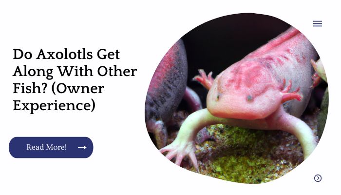 Do Axolotls Get Along With Other Fish? (Owner Experience)