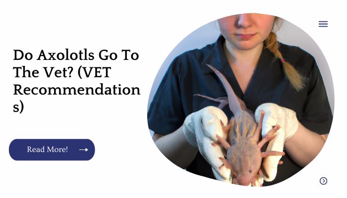 Do Axolotls Go To The Vet? (VET Recommendations)