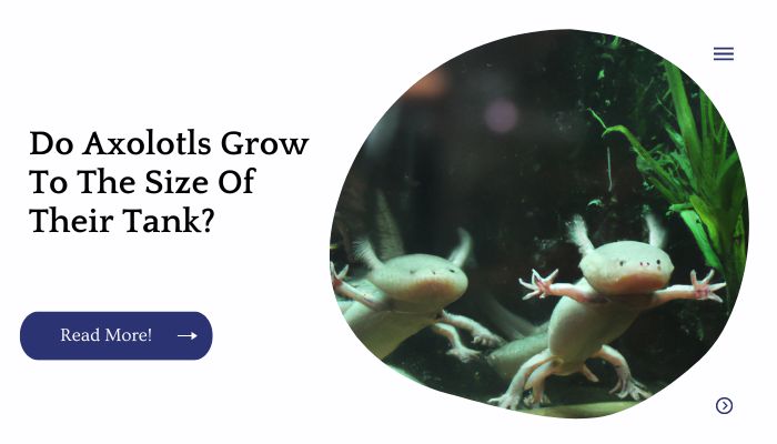 Do Axolotls Grow To The Size Of Their Tank?