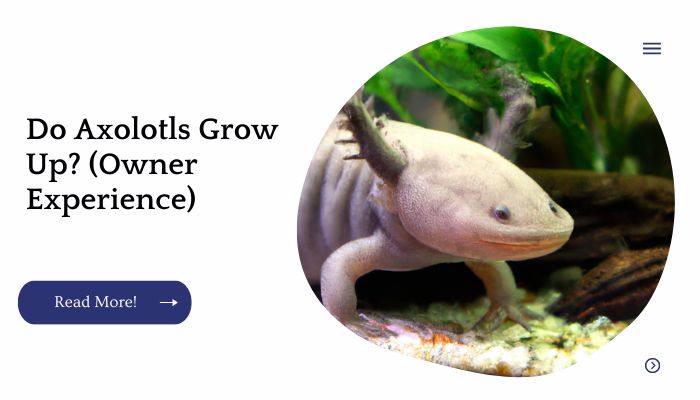 Do Axolotls Grow Up? (Owner Experience)