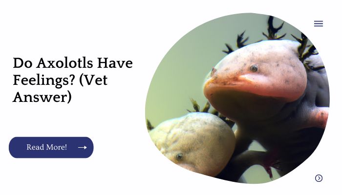 Do Axolotls Have Feelings? (Vet Answer)