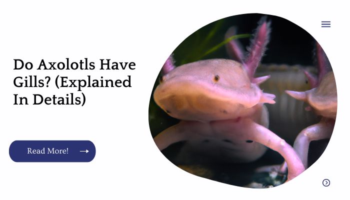 Do Axolotls Have Gills? (Explained In Details)