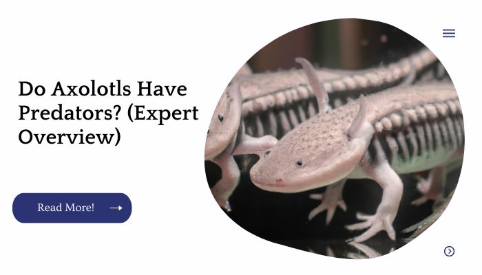 Do Axolotls Have Predators? (Expert Overview)