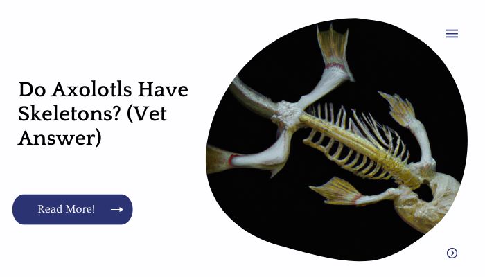 Do Axolotls Have Skeletons? (Vet Answer)