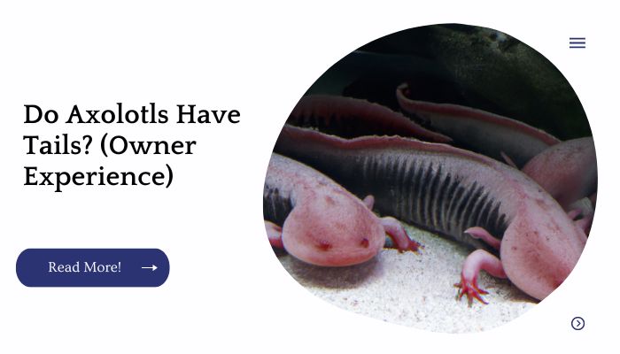 Do Axolotls Have Tails? (Owner Experience)