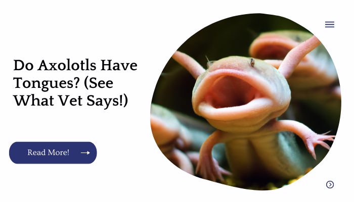 Do Axolotls Have Tongues? (See What Vet Says!)