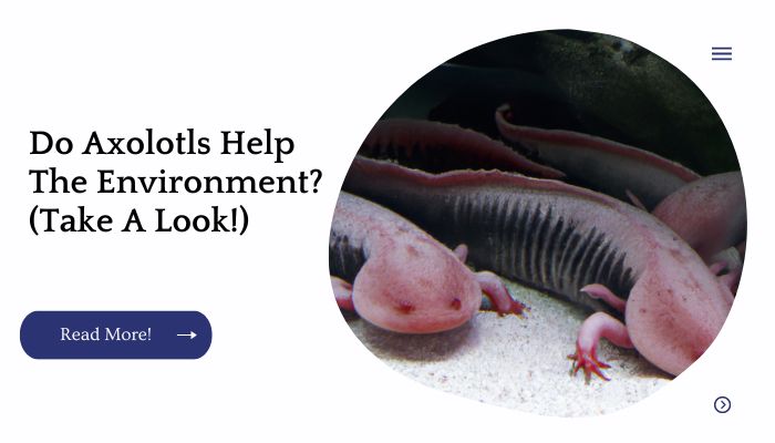 Do Axolotls Help The Environment? (Take A Look!)