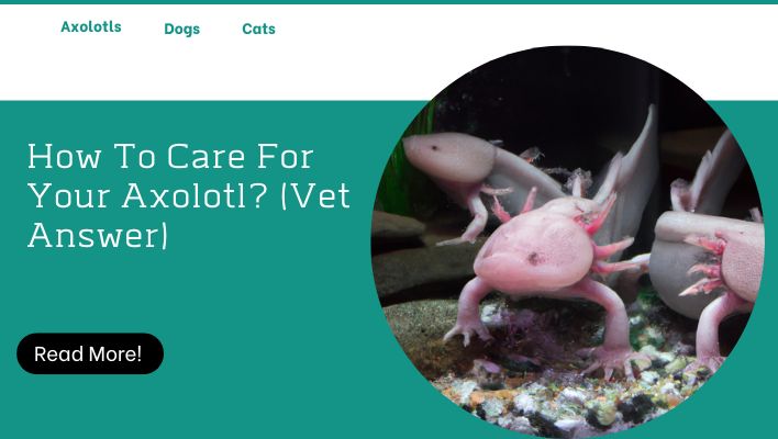 How To Care For Your Axolotl? (Vet Answer)