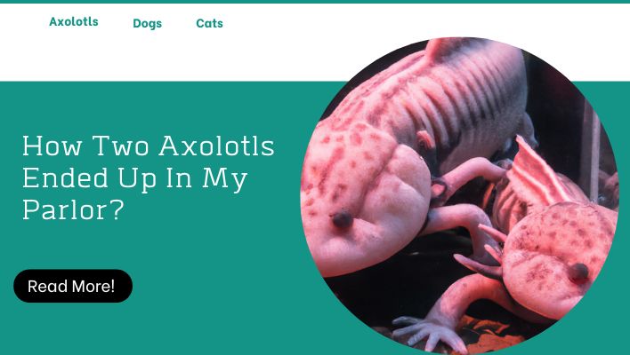 How Two Axolotls Ended Up In My Parlor? 