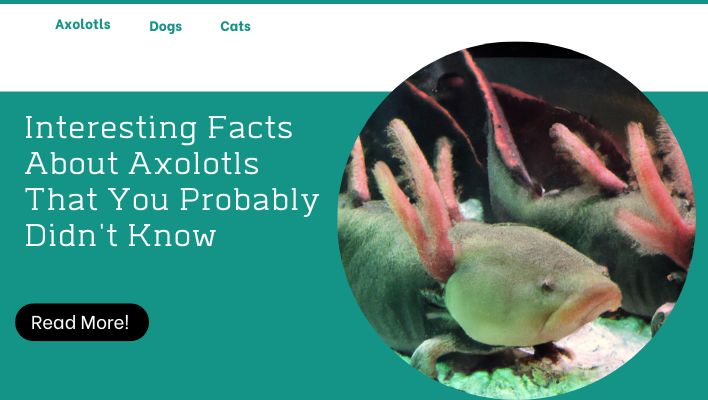 Interesting Facts About Axolotls That You Probably Didn't Know