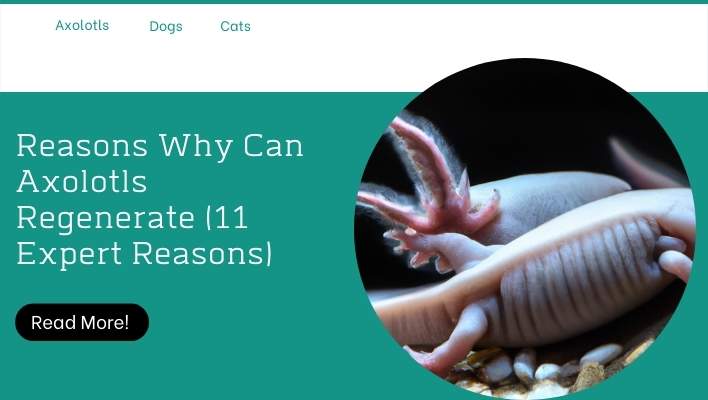 Reasons Why Can Axolotls Regenerate (11 Expert Reasons)