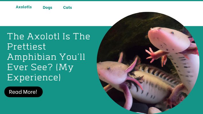 The Axolotl Is The Prettiest Amphibian You'll Ever See? (My Experience)