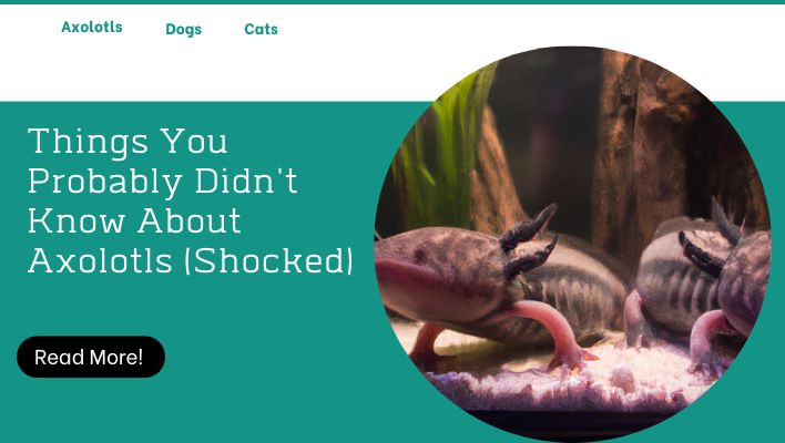 Things You Probably Didn't Know About Axolotls (Shocked)