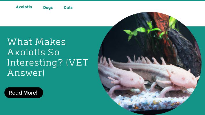 What Makes Axolotls So Interesting? (VET Answer)