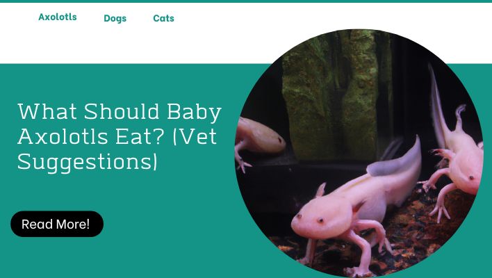 What Should Baby Axolotls Eat? (Vet Suggestions)