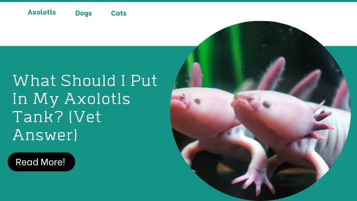 What Should I Put In My Axolotls Tank? (Vet Answer)
