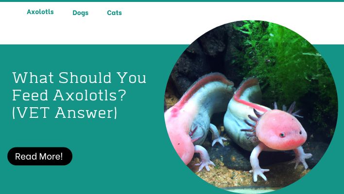 What Should You Feed Axolotls? (VET Answer)