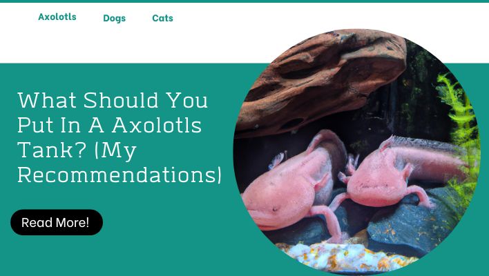 What Should You Put In A Axolotls Tank? (My Recommendations)