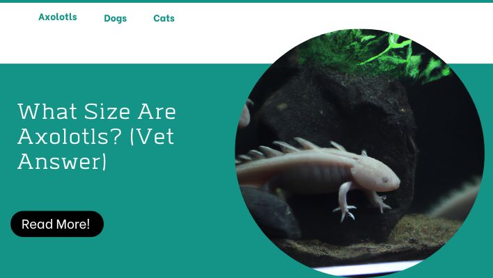 What Size Are Axolotls? (Vet Answer)