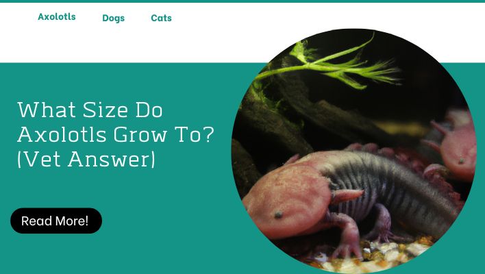 What Size Do Axolotls Grow To? (Vet Answer)