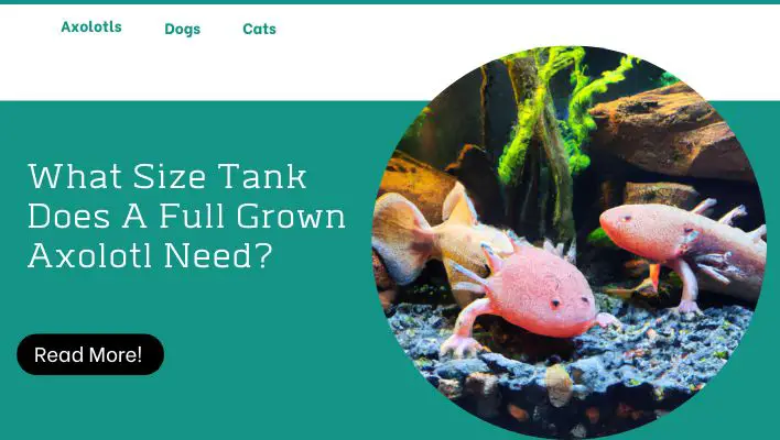 What Size Tank Does A Full Grown Axolotl Need?