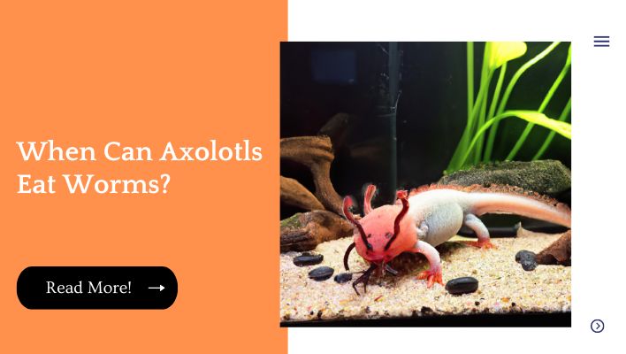 When Can Axolotls Eat Worms?