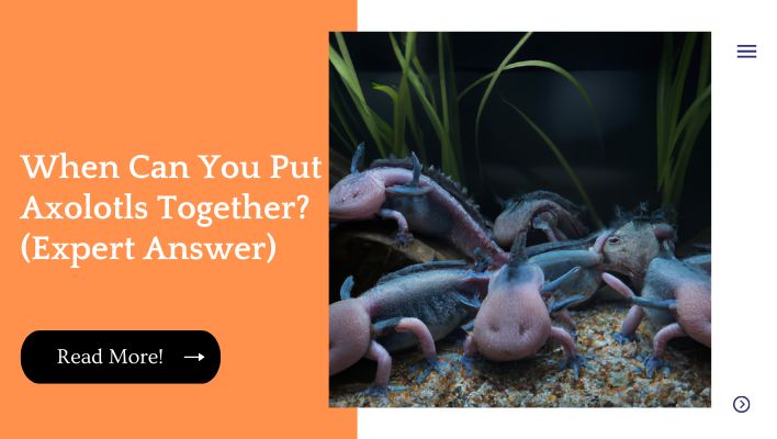 When Can You Put Axolotls Together? (Expert Answer)