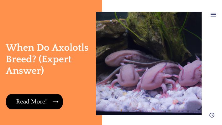 When Do Axolotls Breed? (Expert Answer)