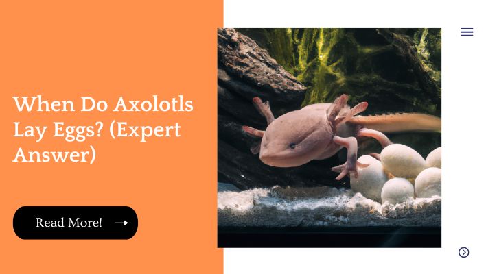 When Do Axolotls Lay Eggs? (Expert Answer)