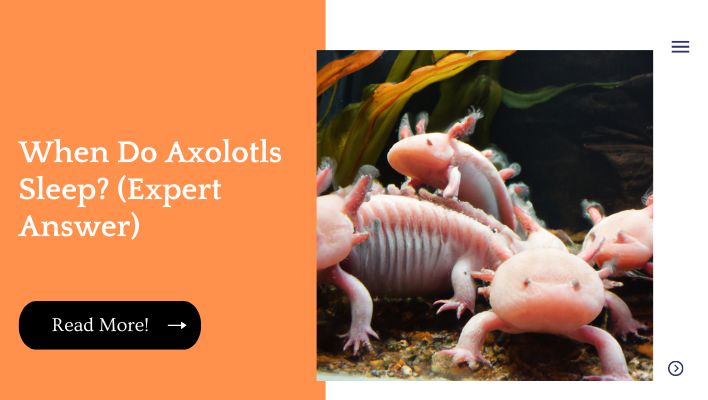 When Do Axolotls Sleep? (Expert Answer) | Unified Pets