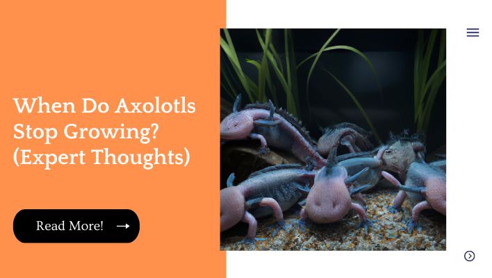 When Do Axolotls Stop Growing? (Expert Thoughts)