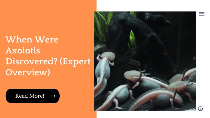 When Were Axolotls Discovered? (Expert Overview)