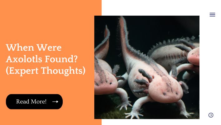 When Were Axolotls Found? (Expert Thoughts)