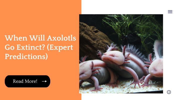 When Will Axolotls Go Extinct? (Expert Predictions)