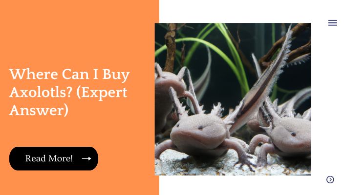 Where Can I Buy Axolotls? (Expert Answer)