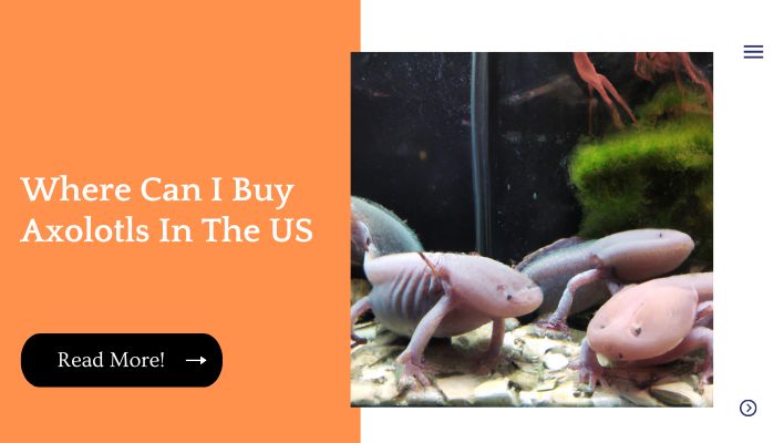 Where Can I Buy Axolotls In The US