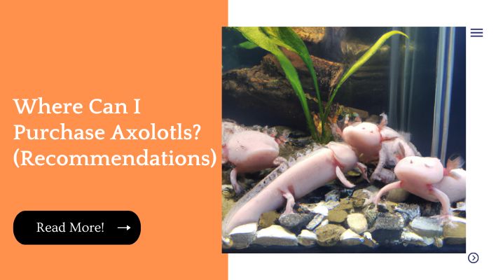 Where Can I Purchase Axolotls? (Recommendations)