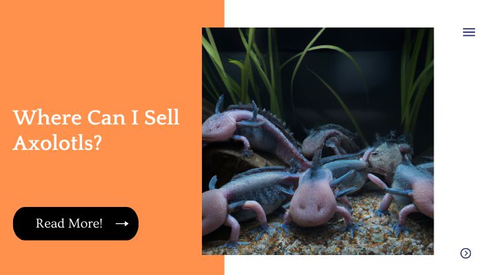 Where Can I Sell Axolotls?