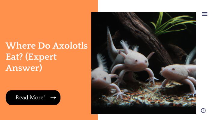 Where Do Axolotls Eat? (Expert Answer)