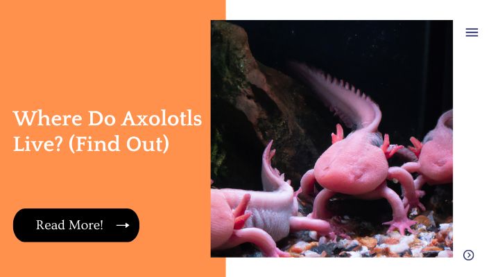 Where Do Axolotls Live? (Find Out)