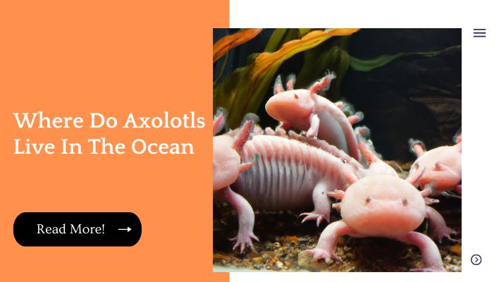 Where Do Axolotls Live In The Ocean