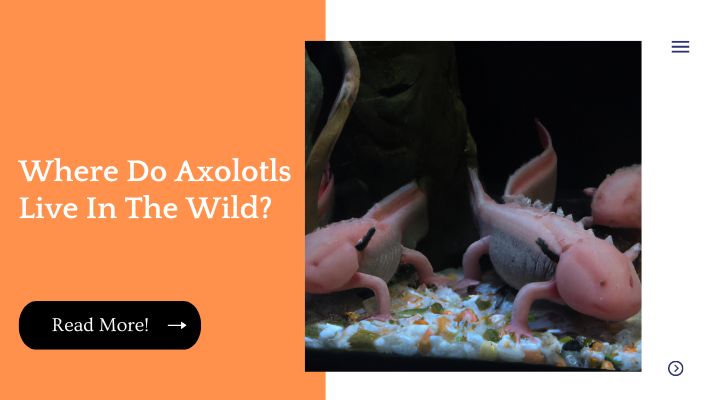 Where Do Axolotls Live In The Wild?